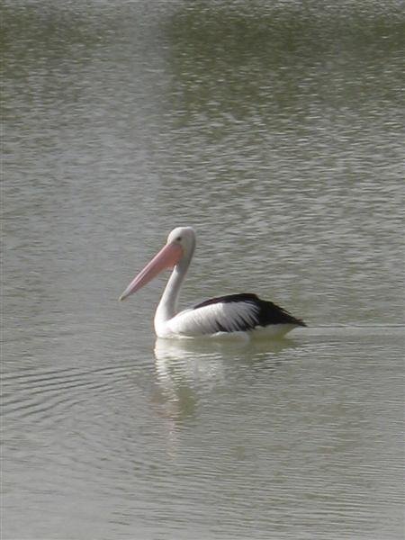 Aussie bike trip May09 1618 Med.JPG